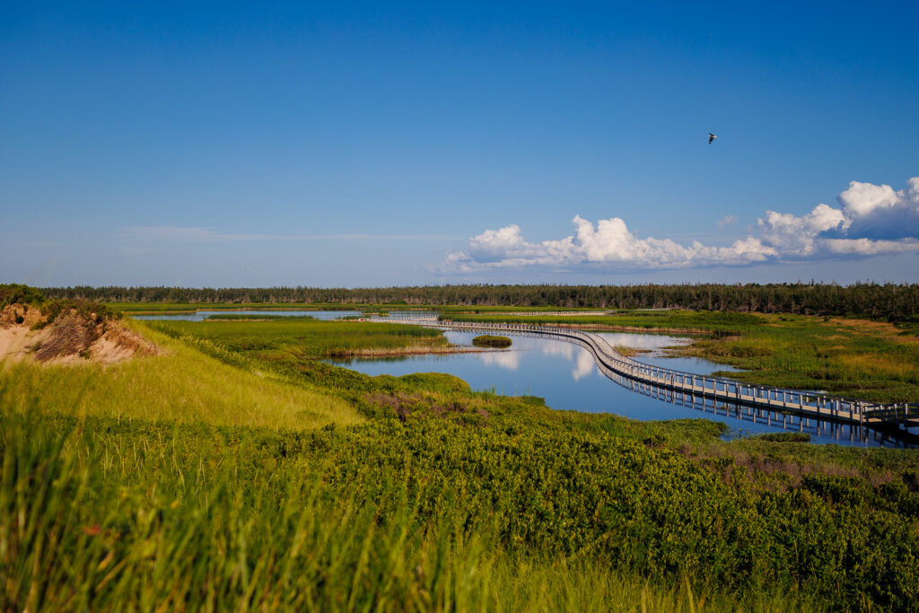 Large boardwalk over water. Green grasses/reeds and large sand dunes on either side. 