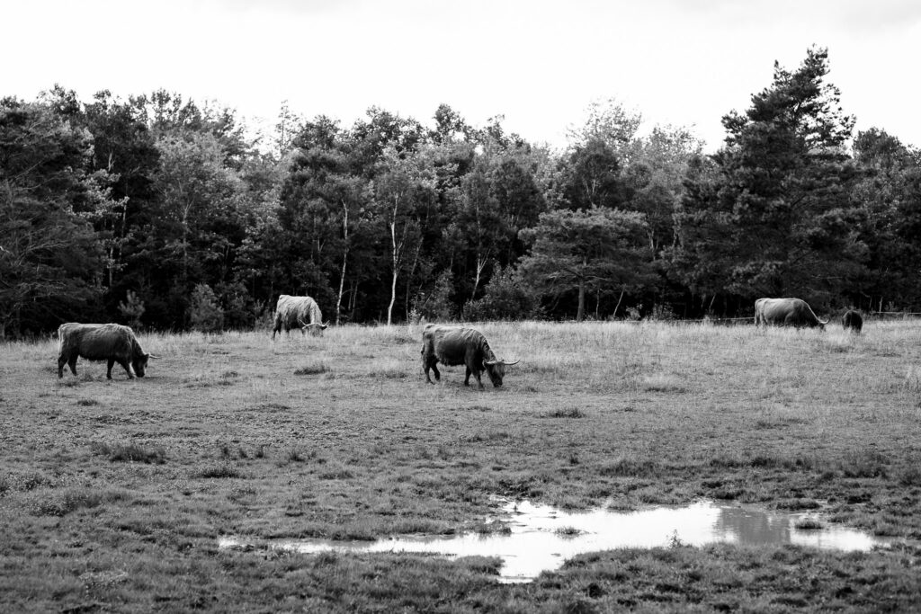 Five highland cows grazing in a field. 