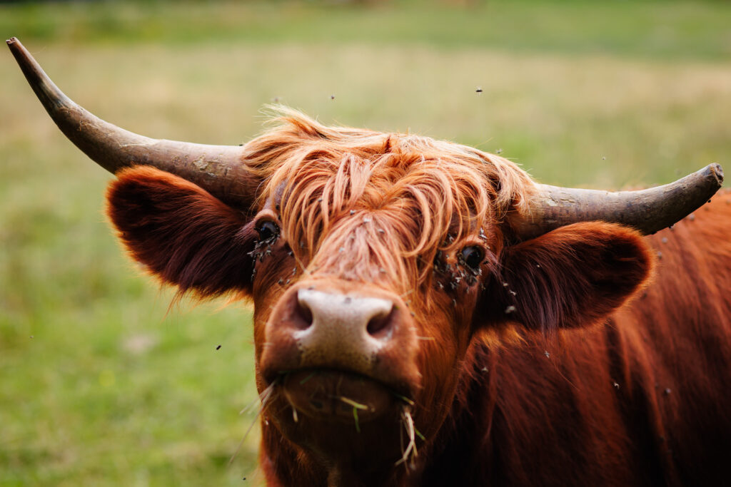 A brown highland cow looks at camera. 