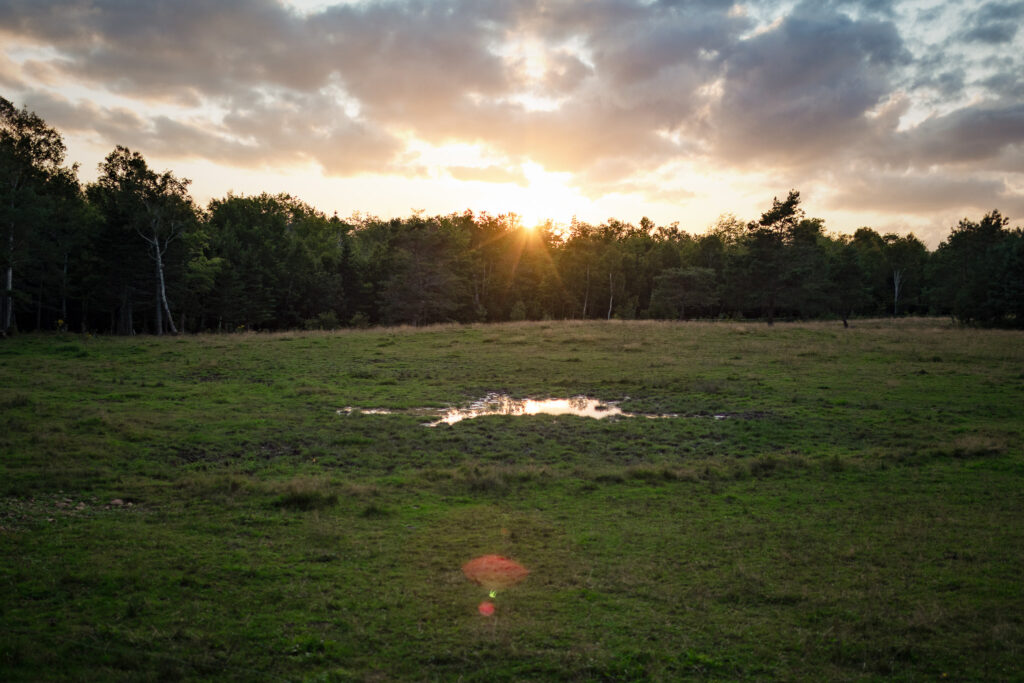 A field with a puddle and the sun setting behind the tree line. 