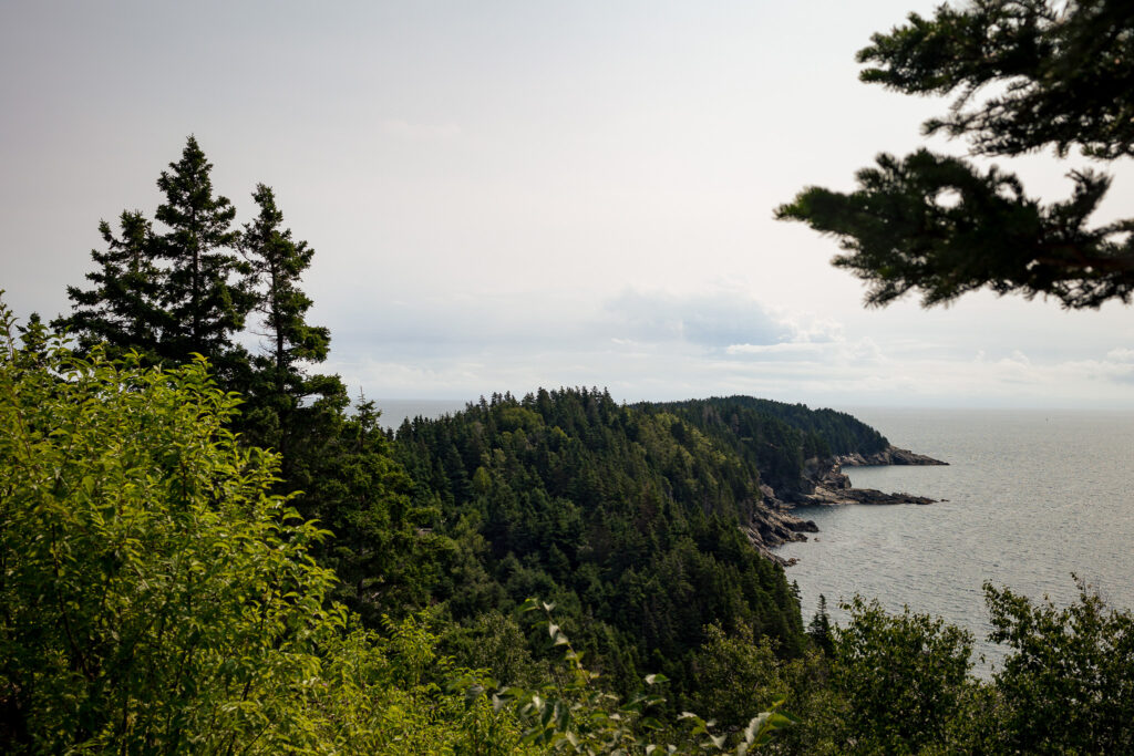 Rugged coastline full of trees. 
