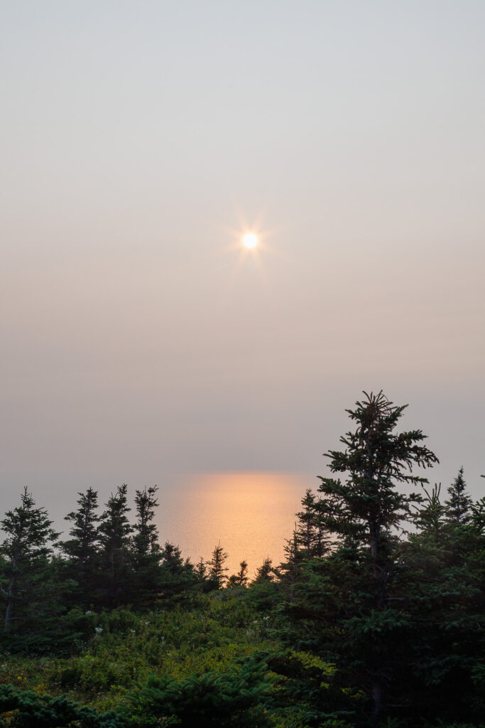 Sun reflecting on the ocean with plants and trees in the foreground. 